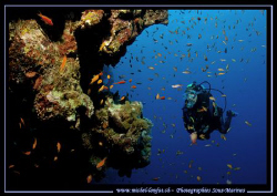 Caroline my wife looking at the rich corals on the Wall n... by Michel Lonfat 